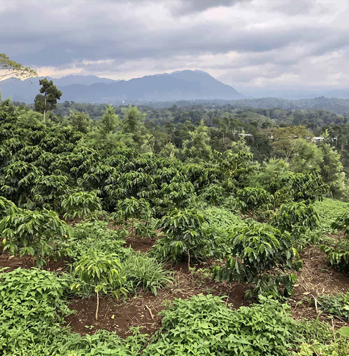 Smallholder Farmers of Chiapas, Mexico
