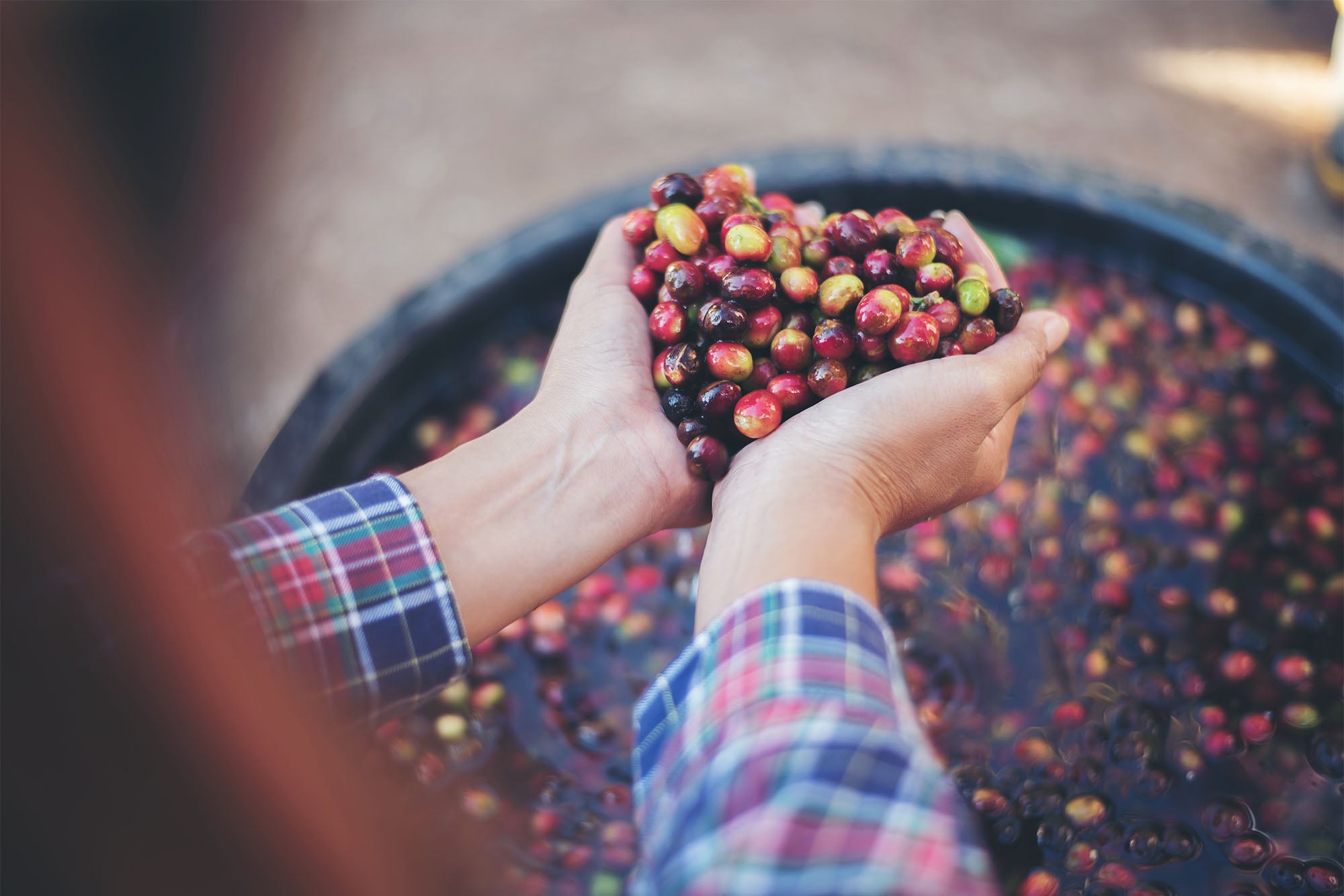A pair of hands, wearing a blue and red plaid long sleeve shirt, cups a pile of colorful coffee cherries. The red, green, and black cherries are cupped in the person's hands over a bin filled with even more of the colorful fruit.
