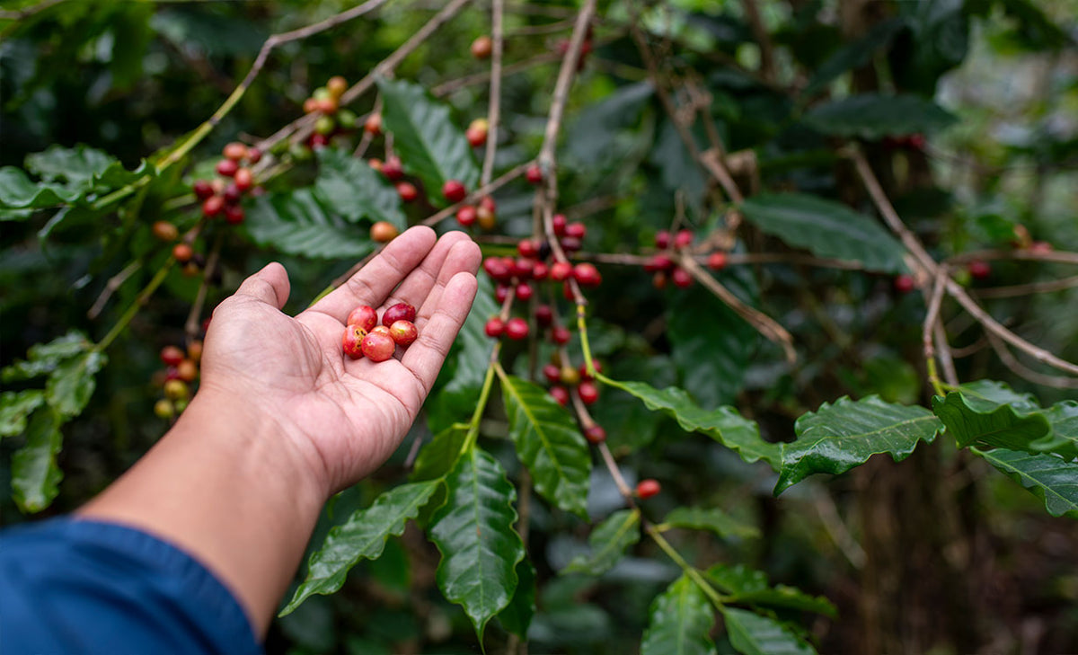 The Cooperativa de Caficultores del Cauca (CAFICAUCA)