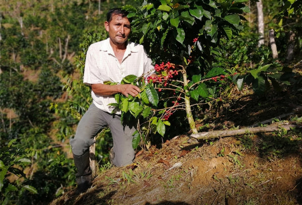 Cooperativa Agraria y Servicios Múltiples Café Amoju