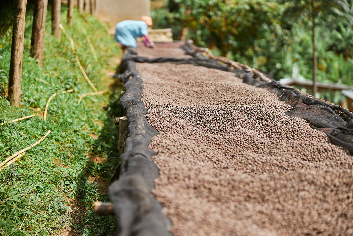 Smallholder Agroforestry