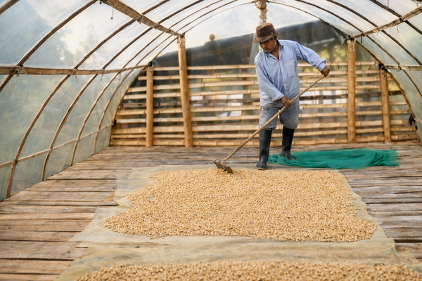 Cooperativa de Caficultores del Cauca