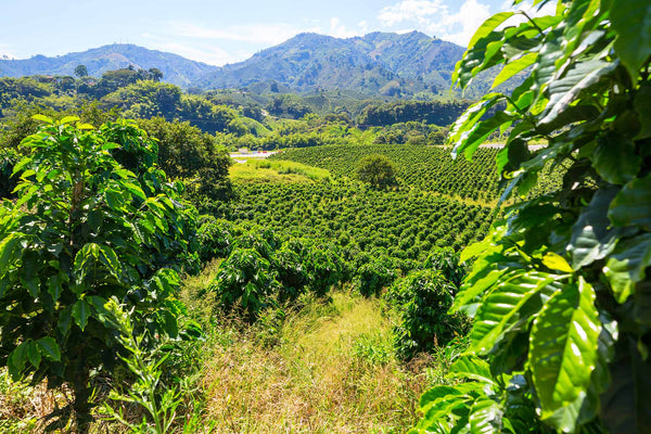 Network of Smallholder Organic Farmers from Nicaragua