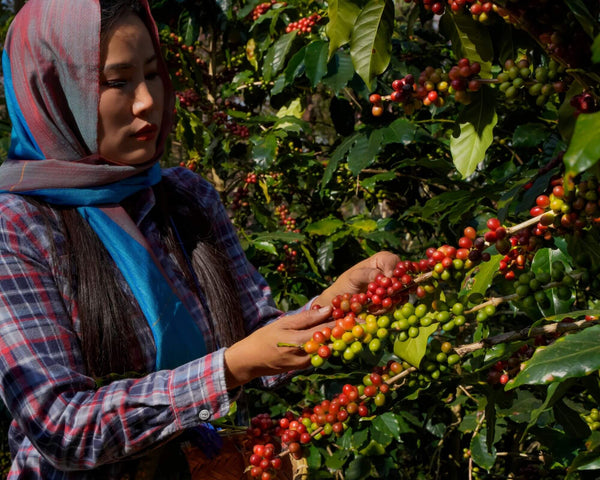 Various smallholder farmers from Flores Region of Indonesia