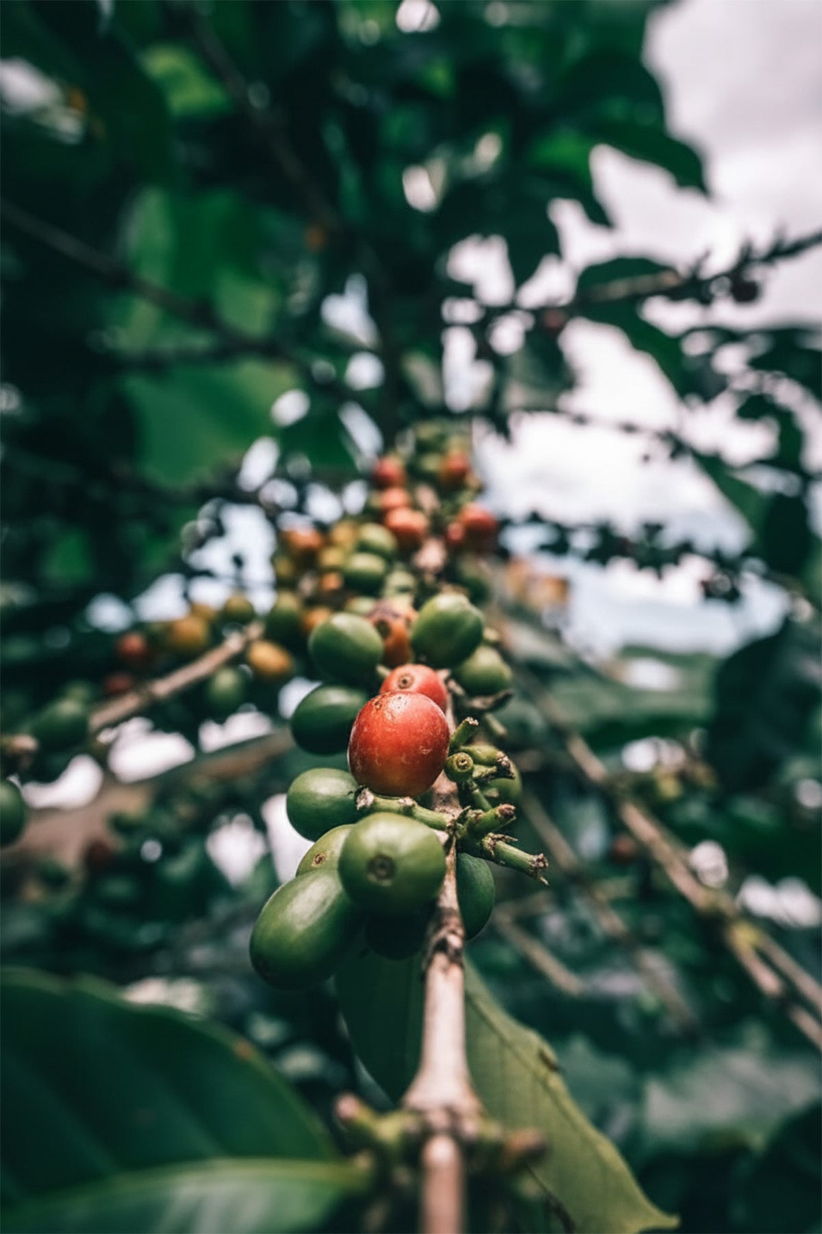 Cooperativa de Caficultores del Cauca Investing in Long-Term Environmental & Social Sustainability