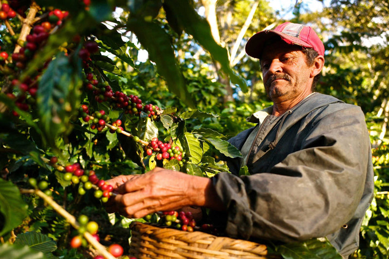 Cooperativa Cafetalera Capucas Limitada (COCAFCAL)