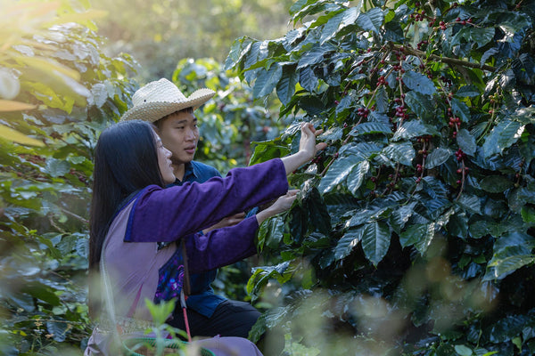Various Smallholder Farmers within Indonesia
