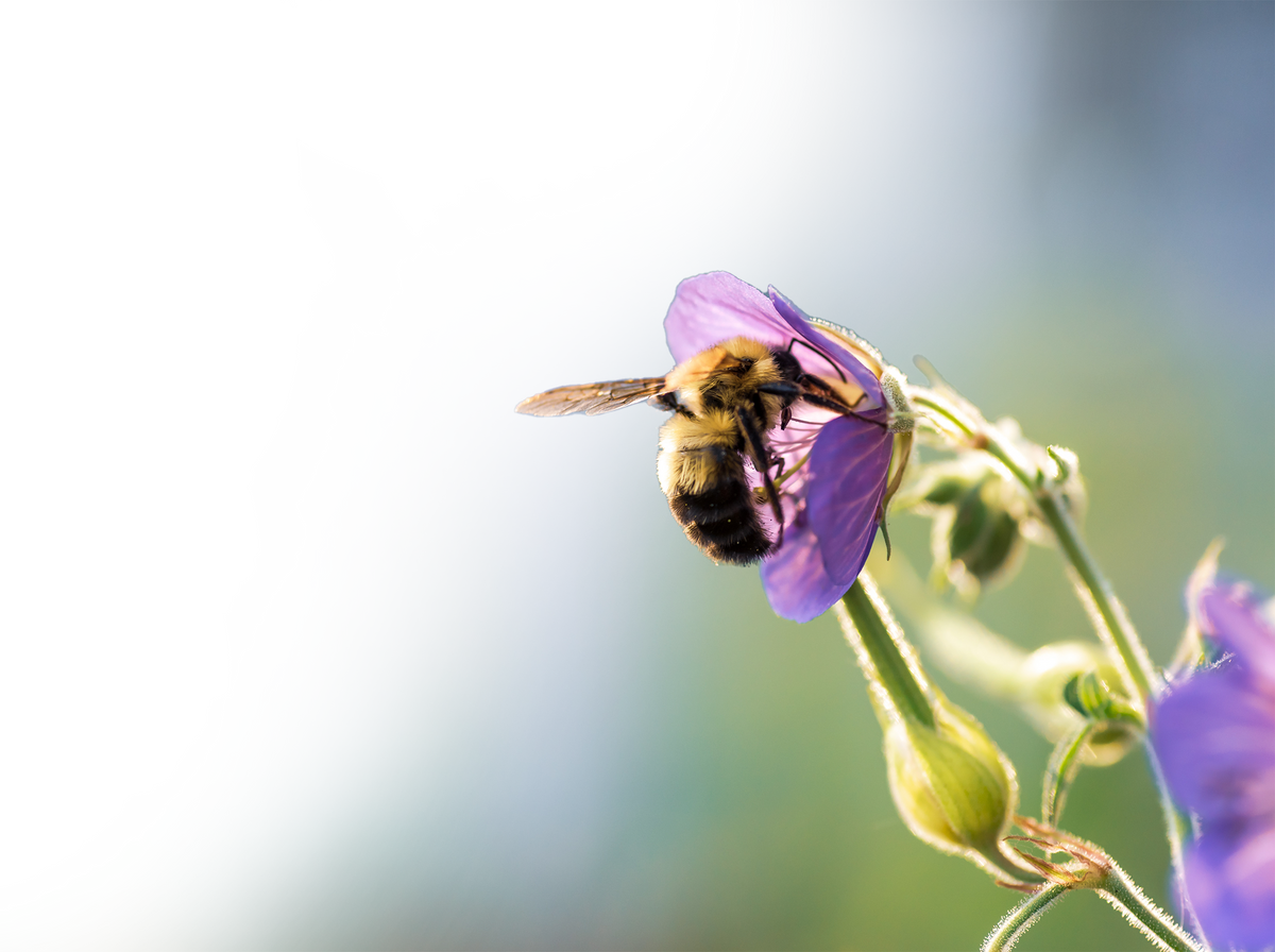 A bee is seen perched on the petals of a purple flower, wings slightly outspread, in this eye-level shot. The bee, with its fluffy body, is the primary focus, and the vibrant purple of the flower contrasts beautifully with the light, blurred greens and whites of the background.