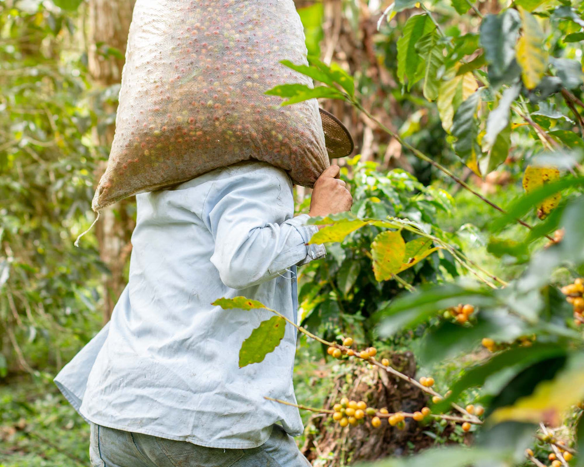 Agroforestry and Organic Cultivation