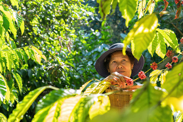 Cooperativa Agrícola de Servicios Múltiples Norandino