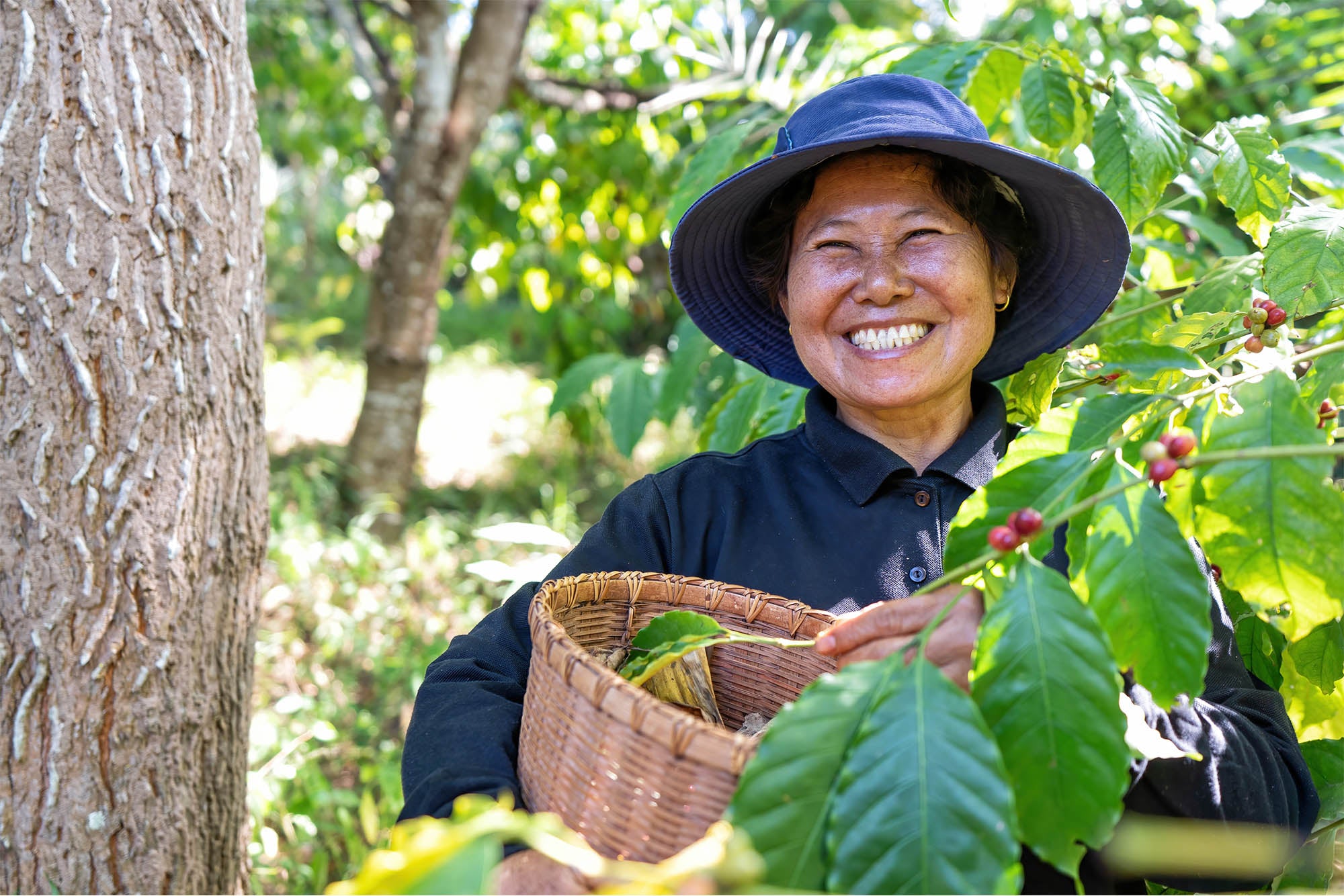 A smiling woman wearing a blue hat stands in a green, lush coffee field holding a woven basket. She is positioned next to a coffee plant laden with red coffee cherries. The daytime light is bright, creating a joyful mood.