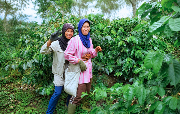 A group of smallholder farmers from Bener Meriah