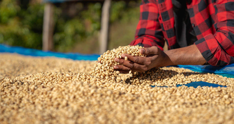 Great coffee becomes great decaf.