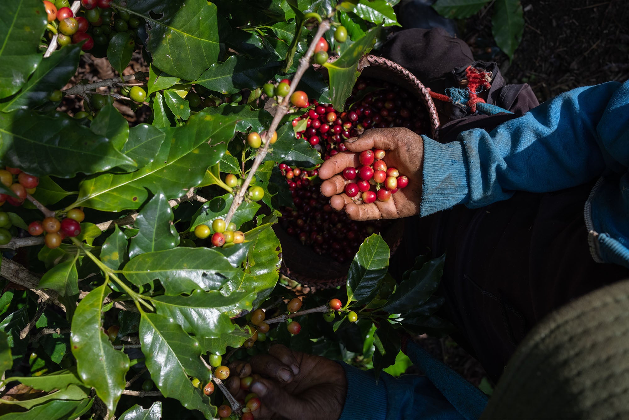 A close up shows two pairs of hands harvesting ripe, red coffee cherries. The hands, likely adults, are positioned amongst vibrant green leaves and branches laden with the coffee fruit, ready to be picked. A woven basket is partially visible, filled with harvested cherries. The photo captures the essence of agriculture and the natural process of coffee production. The natural lighting highlights the textures and colors of the plants and fruit, conveying a fresh and organic feel. This photo is ideal for proj