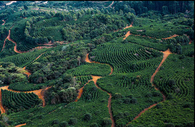 From One Hectare to a Multi-Farm Coffee Operation
