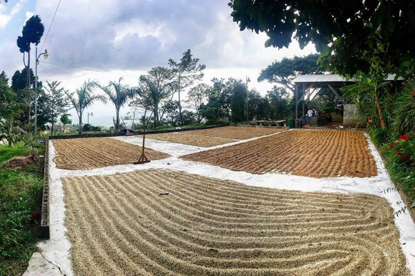 Cooperativa Agroindustrial y de Servicios Múltiples de San Antonio, Pérez Zeledón R.L. (COOPEASSA R.L.)