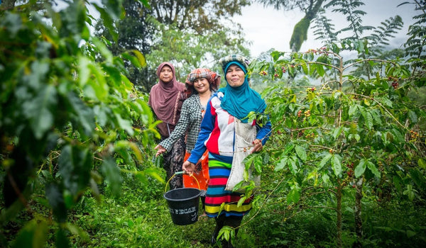 Koperasi Pedagang Kopi (KOPEPI) Ketiara