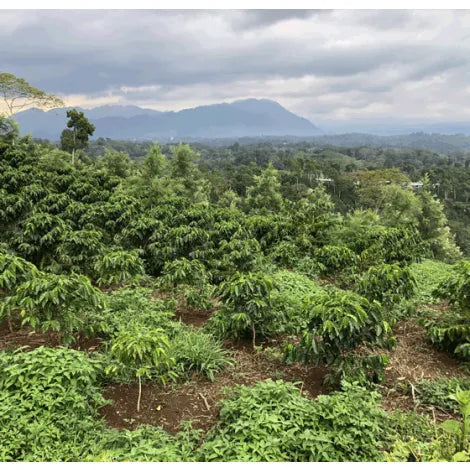 Smallholder Farmers Across Southern Mexico