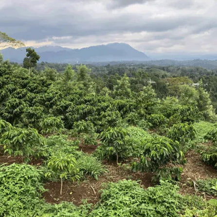 Smallholder Farmers Across Southern Mexico
