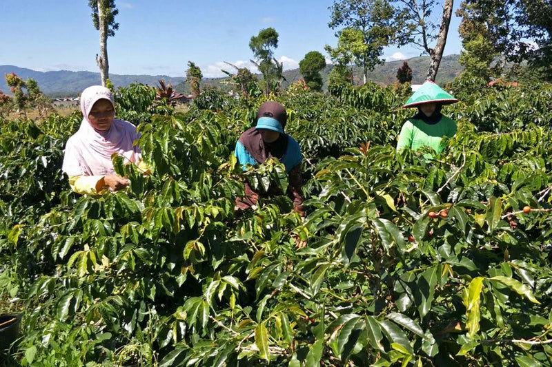 Smallholder Farmers, Takengon Region, Aceh, Sumatra, Indonesia