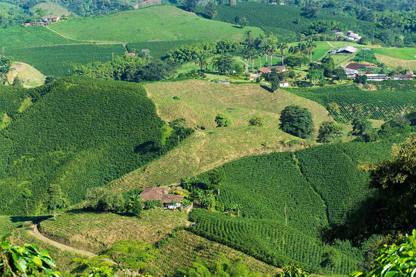 Gayo Megah Berseri Cooperative