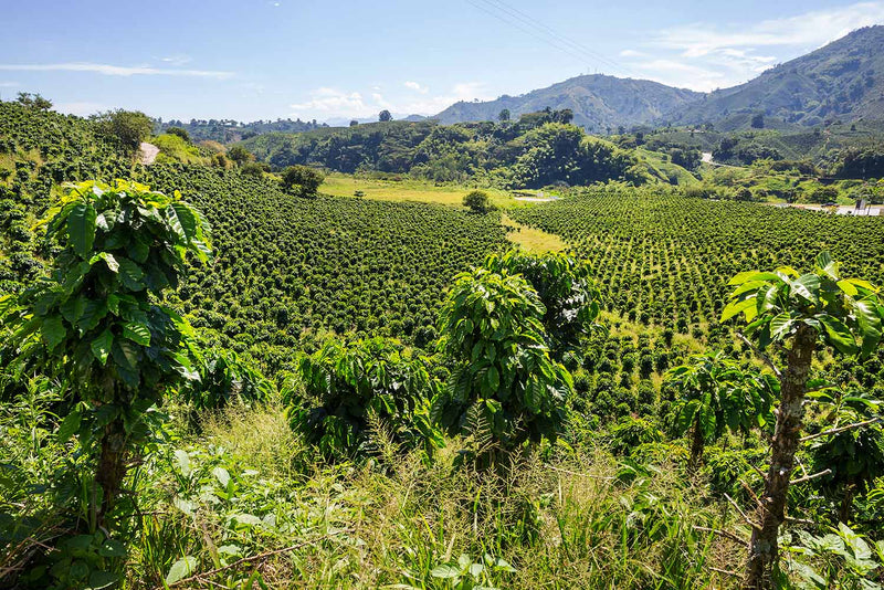 Ngura Village Coffee – Flores Bajawa, Indonesia