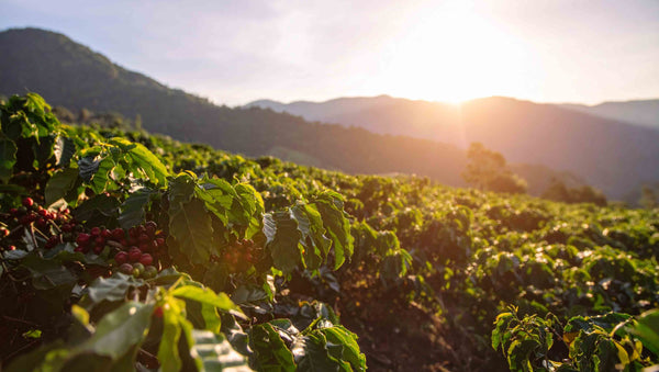 Network of Certified Smallholder Farmers in Northern Peru