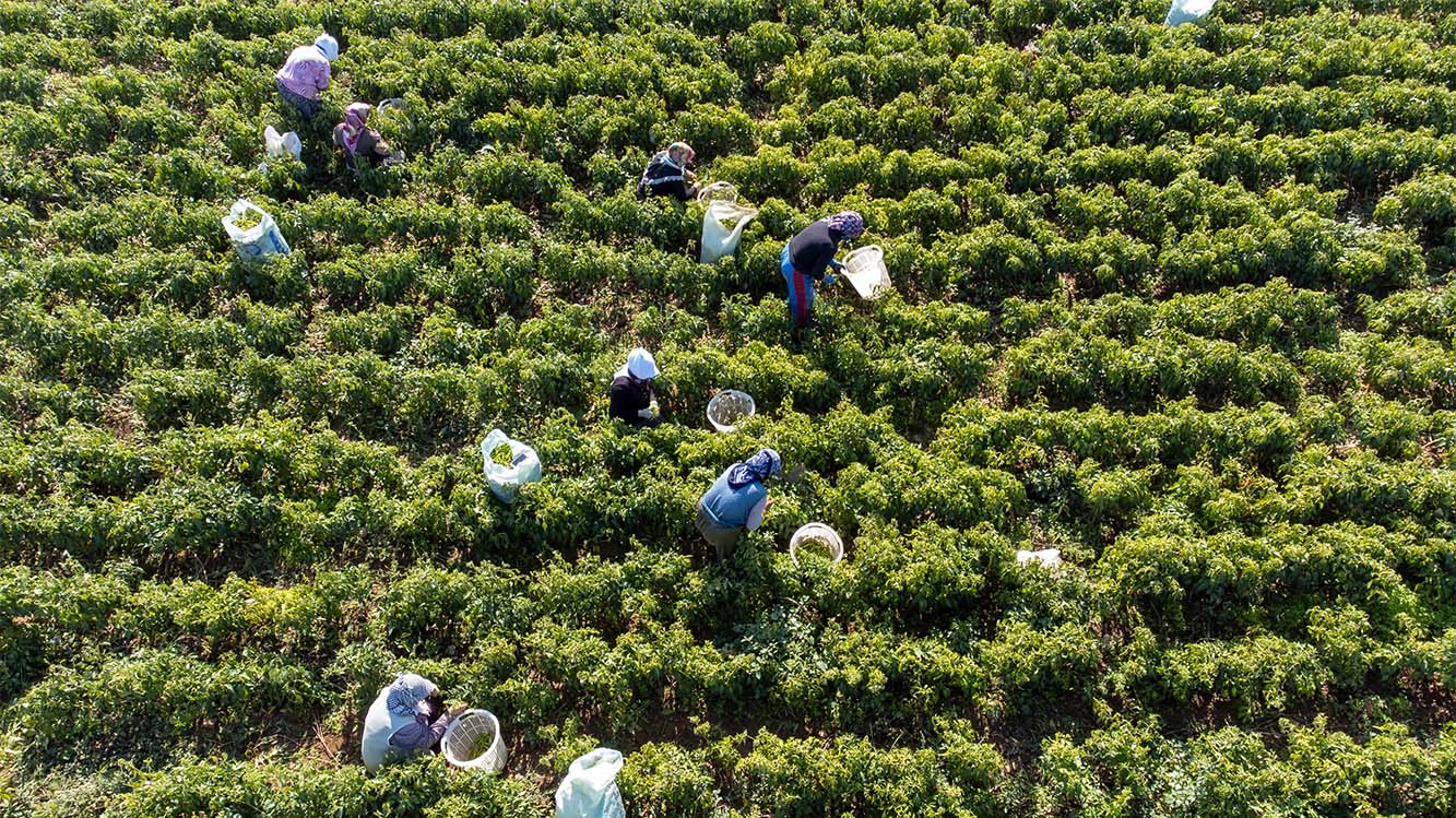 Cooperativa de Caficultores del Cauca Farmers