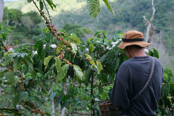 Cooperativa Café Timor (CCT)