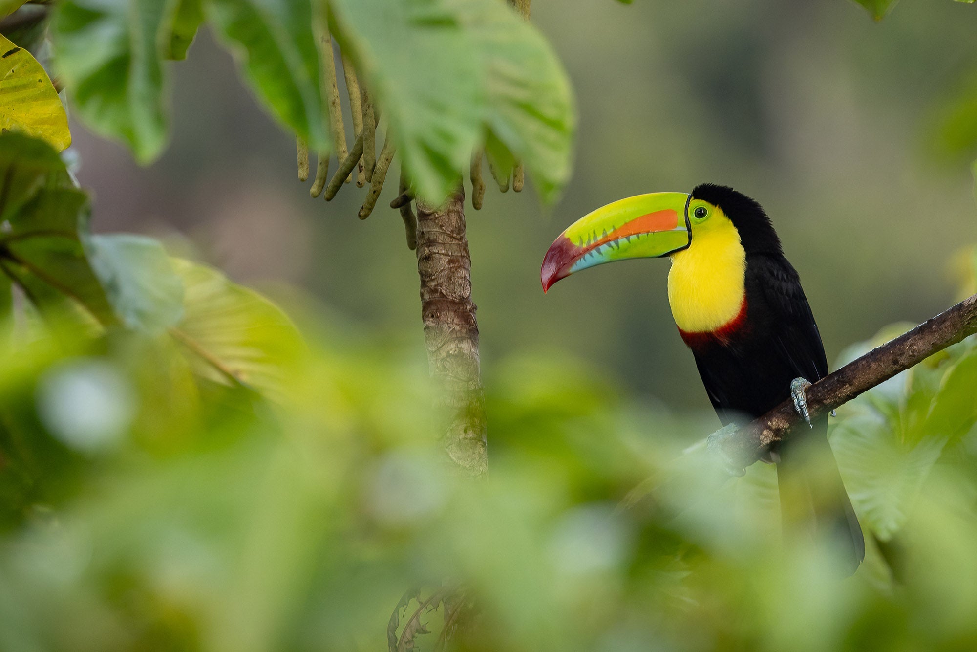 A vibrant toucan perches on a branch amidst lush green foliage. The bird's striking colors, with its yellow chest and brightly colored beak, contrast beautifully against the surrounding leaves. 